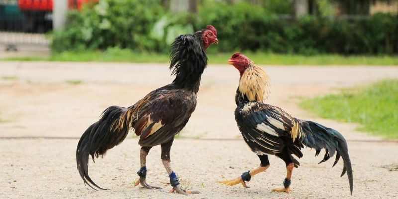 Mua bán trên Chợ Tốt gà đá Hóc Môn