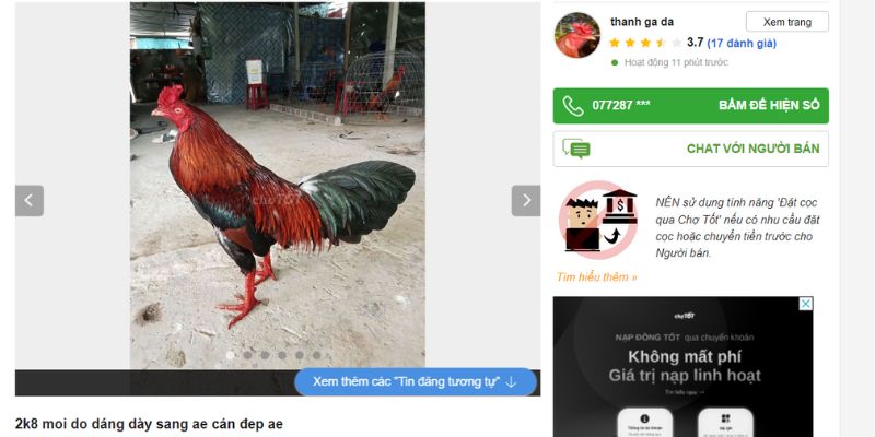 Chợ Tốt gà đá Hóc Môn được thiết kế đơn giản