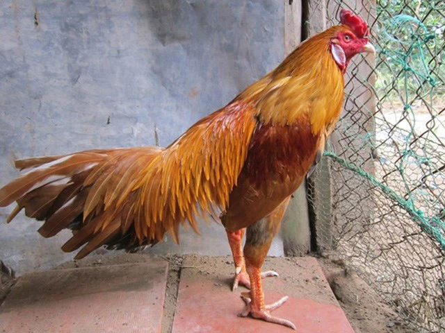 Chợ Tốt gà đá Hóc Môn