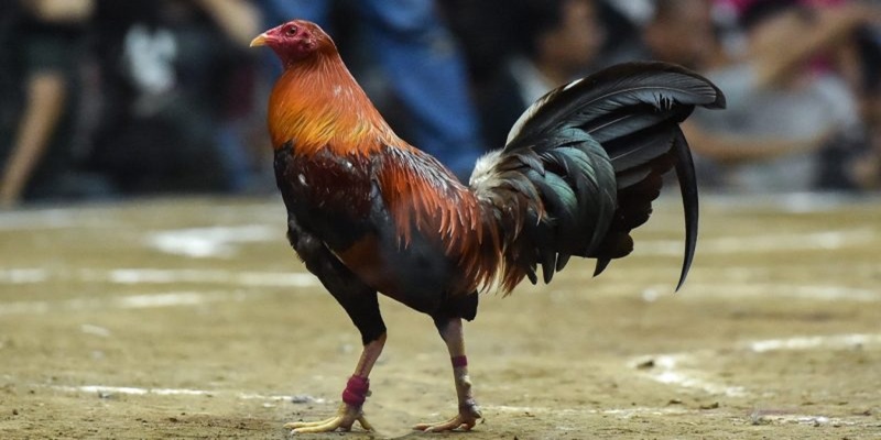 Giới thiệu về gà Peru đá cựa tròn